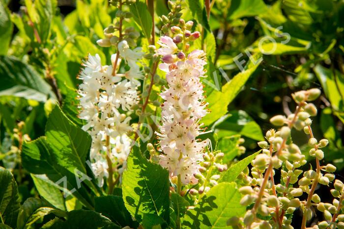 Jochovec olšolistý 'Ruby Spice' - Clethra alnifolia 'Ruby Spice'