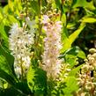 Jochovec olšolistý 'Ruby Spice' - Clethra alnifolia 'Ruby Spice'