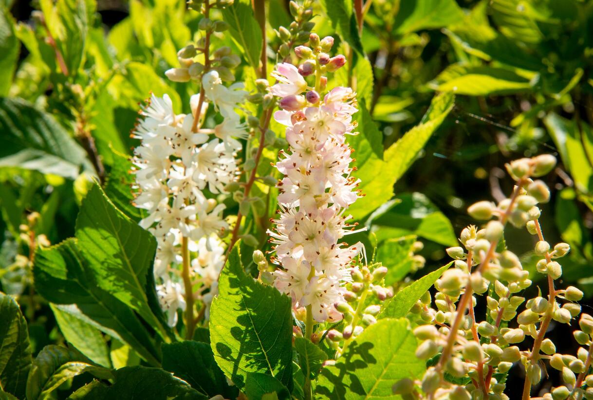 Jochovec olšolistý 'Ruby Spice' - Clethra alnifolia 'Ruby Spice'