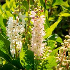 Jochovec olšolistý 'Ruby Spice' - Clethra alnifolia 'Ruby Spice'