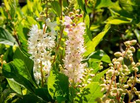 Jochovec olšolistý 'Ruby Spice' - Clethra alnifolia 'Ruby Spice'