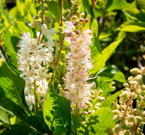 Jochovec olšolistý 'Ruby Spice' - Clethra alnifolia 'Ruby Spice'