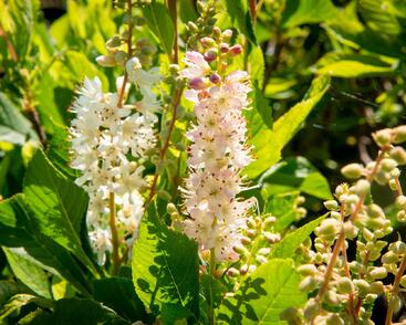 Jochovec olšolistý 'Ruby Spice'