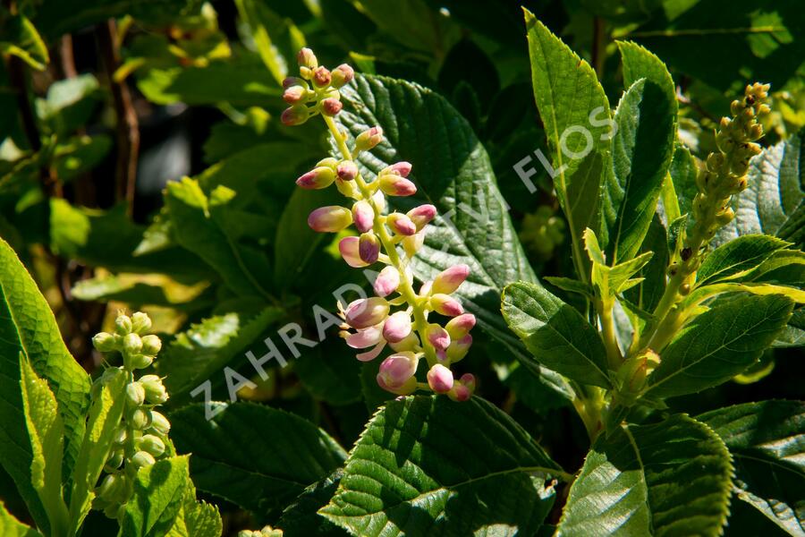 Jochovec olšolistý 'Ruby Spice' - Clethra alnifolia 'Ruby Spice'