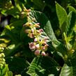 Jochovec olšolistý 'Ruby Spice' - Clethra alnifolia 'Ruby Spice'