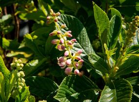Jochovec olšolistý 'Ruby Spice' - Clethra alnifolia 'Ruby Spice'