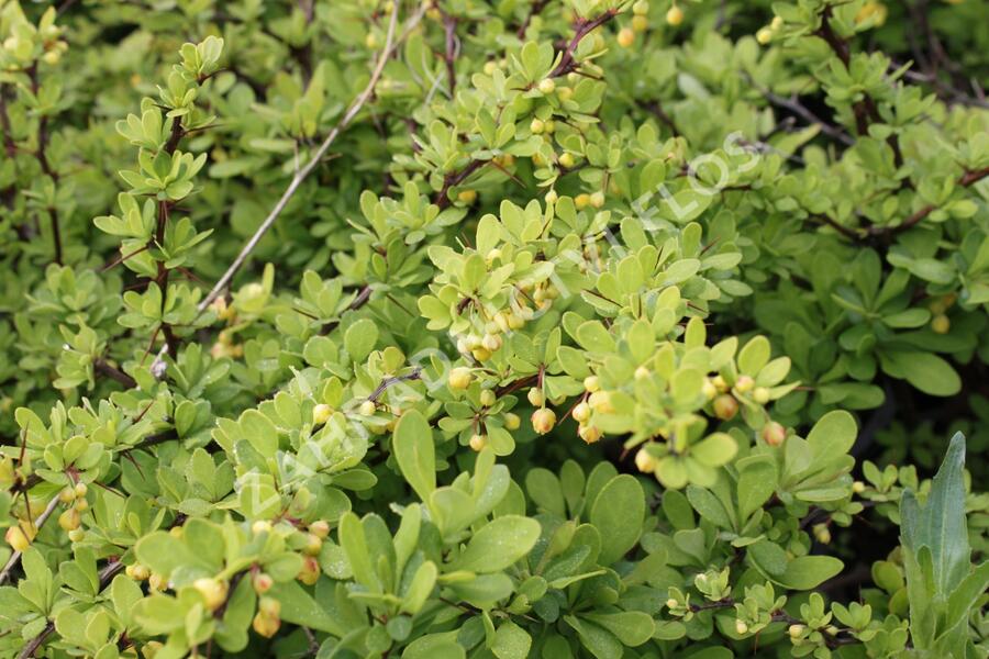 Dřišťál Thunbergův 'Green Ornament' - Berberis thunbergii 'Green Ornament'