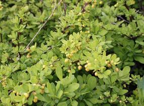 Dřišťál Thunbergův 'Green Ornament' - Berberis thunbergii 'Green Ornament'