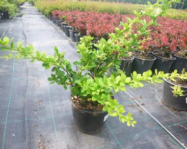 Dřišťál Thunbergův 'Green Ornament'