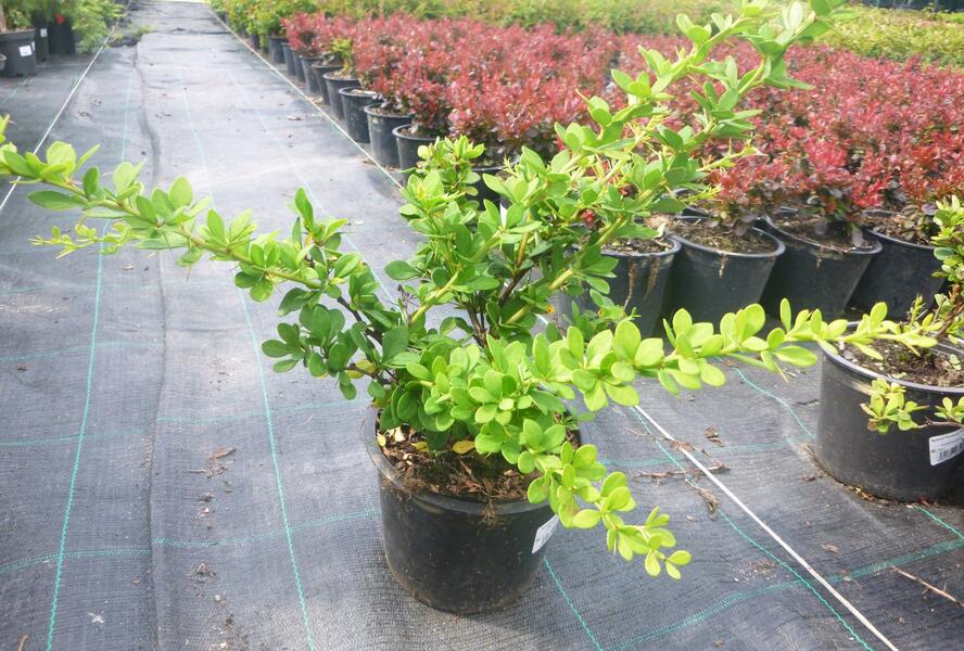 Dřišťál Thunbergův 'Green Ornament' - Berberis thunbergii 'Green Ornament'