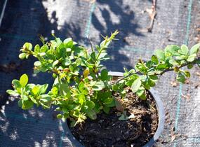 Dřišťál Thunbergův 'Green Ornament' - Berberis thunbergii 'Green Ornament'