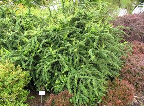 Dřišťál Thunbergův 'Green Ornament' - Berberis thunbergii 'Green Ornament'