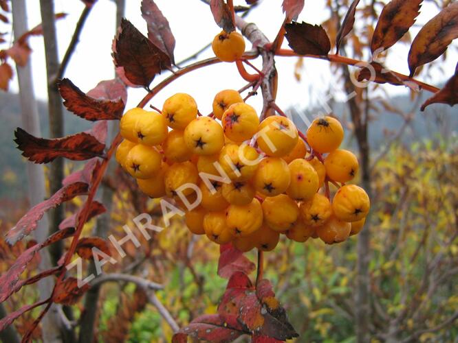 Jeřáb ptačí, jeřabina 'Sunshine' - Sorbus aucuparia 'Sunshine'