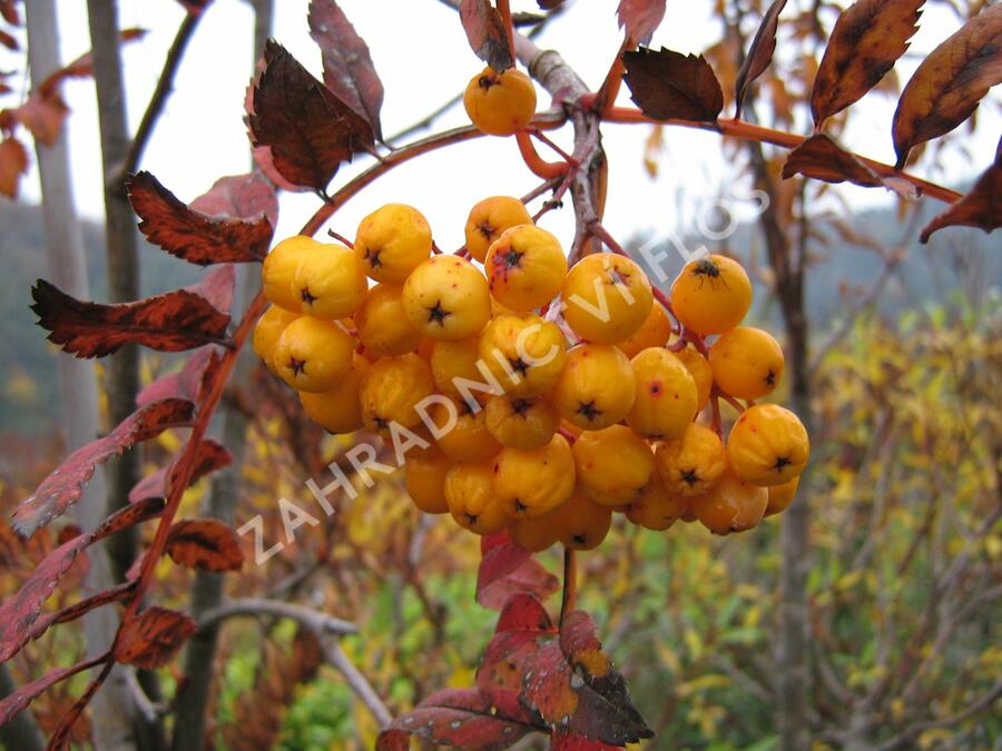Jeřáb ptačí, jeřabina 'Sunshine' - Sorbus aucuparia 'Sunshine'