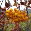 Jeřáb ptačí, jeřabina 'Sunshine' - Sorbus aucuparia 'Sunshine'