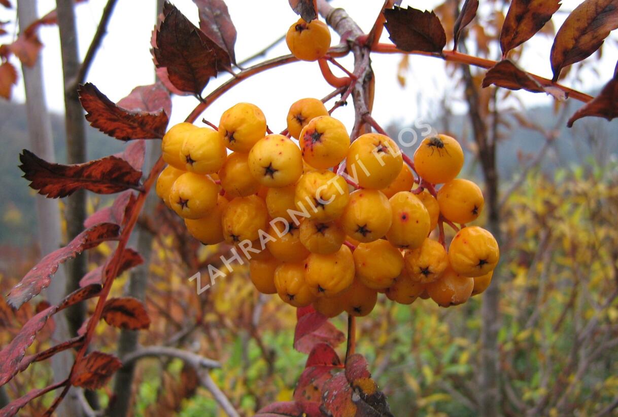 Jeřáb ptačí, jeřabina 'Sunshine' - Sorbus aucuparia 'Sunshine'