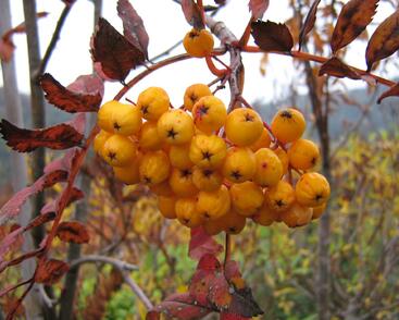Jeřáb ptačí, jeřabina 'Sunshine'