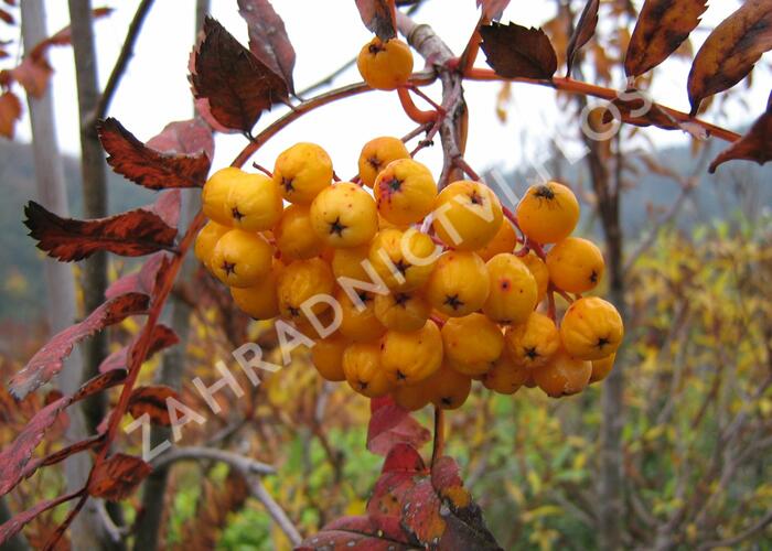 Jeřáb obecný 'Sunshine' - Sorbus aucuparia 'Sunshine'