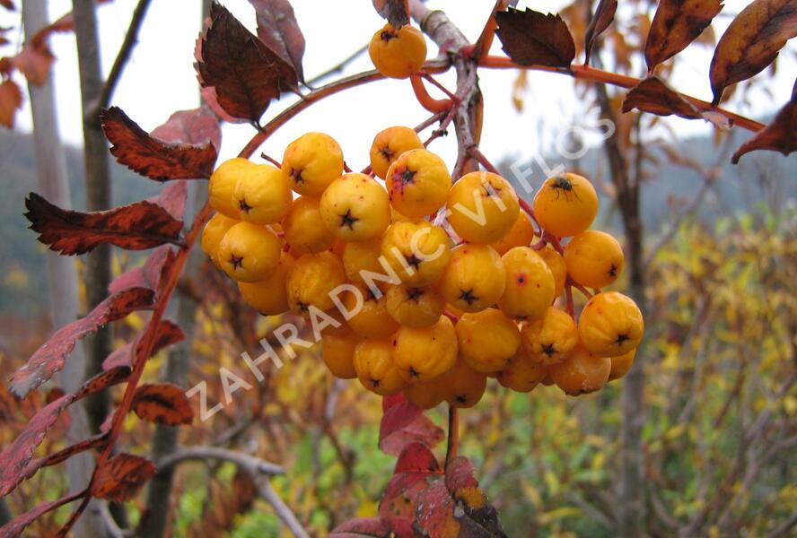 Jeřáb ptačí, jeřabina 'Sunshine' - Sorbus aucuparia 'Sunshine'