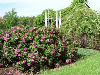 Růže svraskalá - Rosa rugosa