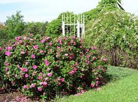 Růže svraskalá - Rosa rugosa