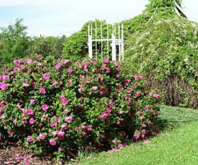 Růže svraskalá - Rosa rugosa