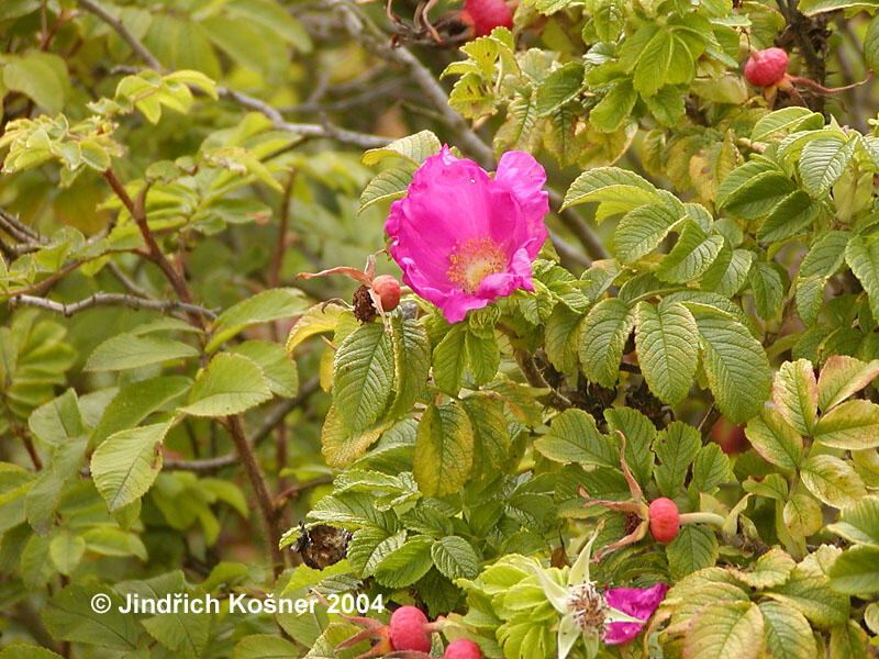 Růže svraskalá - Rosa rugosa