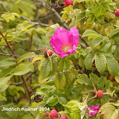 Růže svraskalá - Rosa rugosa
