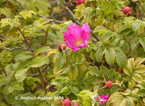 Růže svraskalá - Rosa rugosa