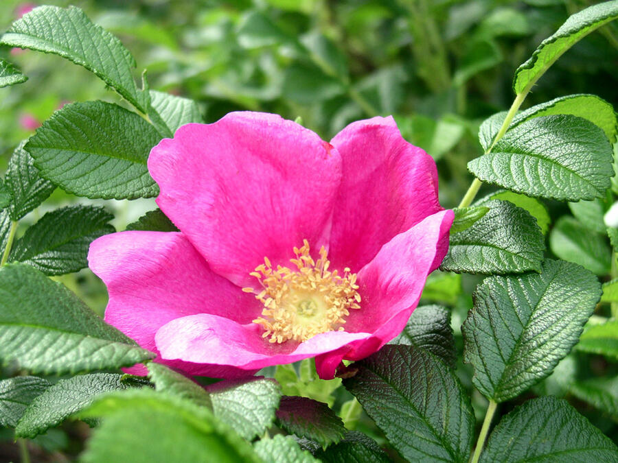 Růže svraskalá - Rosa rugosa
