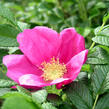 Růže svraskalá - Rosa rugosa