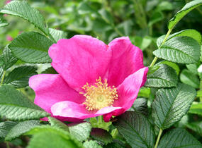 Růže svraskalá - Rosa rugosa