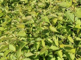 Korunatka Tanakova - Stephanandra tanakae