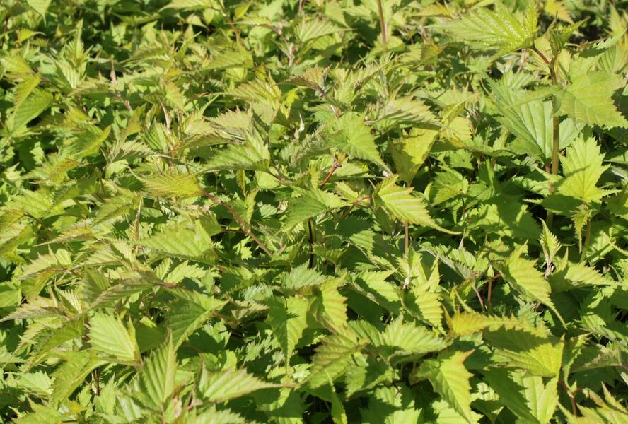 Korunatka Tanakova - Stephanandra tanakae