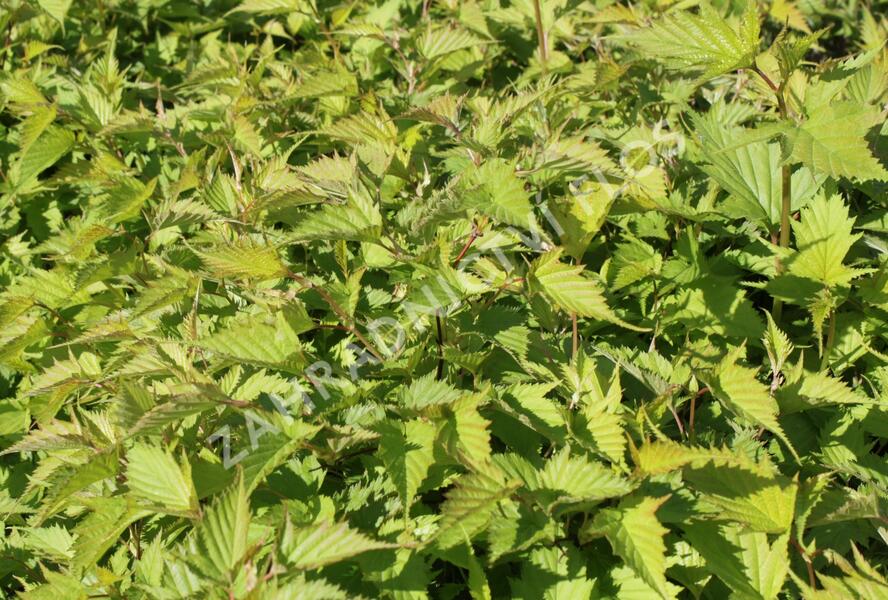 Korunatka Tanakova - Stephanandra tanakae