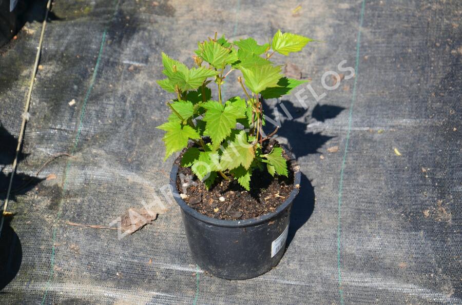 Korunatka Tanakova - Stephanandra tanakae