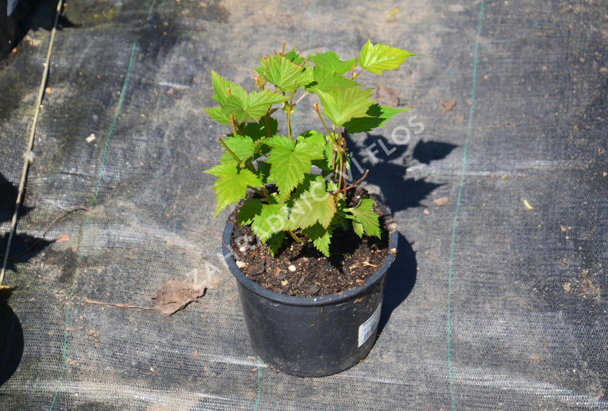 Korunatka Tanakova - Stephanandra tanakae