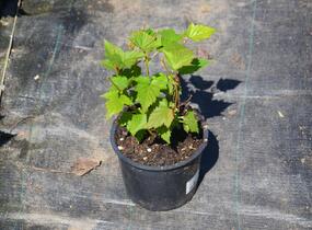 Korunatka Tanakova - Stephanandra tanakae