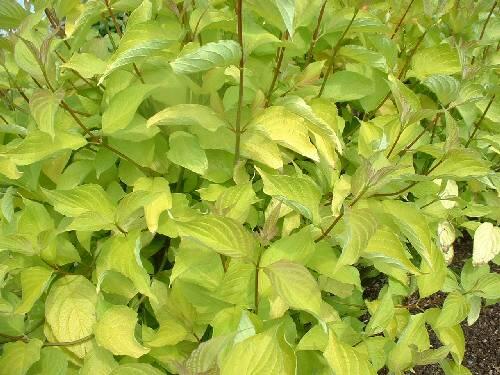 Svída bílá 'Aurea' - Cornus alba 'Aurea'