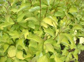Svída bílá 'Aurea' - Cornus alba 'Aurea'