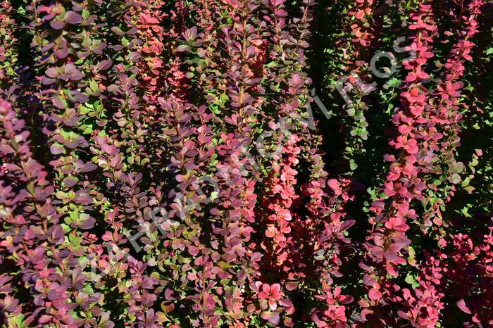 Dřišťál Thunbergův 'Red Pillar' - Berberis thunbergii 'Red Pillar'