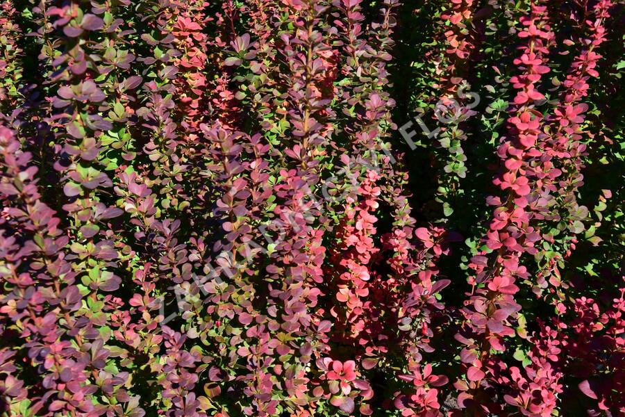 Dřišťál Thunbergův 'Red Pillar' - Berberis thunbergii 'Red Pillar'