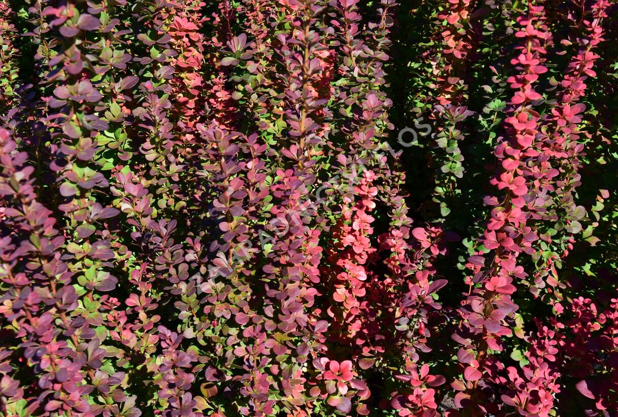 Dřišťál Thunbergův 'Red Pillar' - Berberis thunbergii 'Red Pillar'