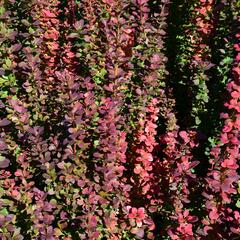 Dřišťál Thunbergův 'Red Pillar' - Berberis thunbergii 'Red Pillar'