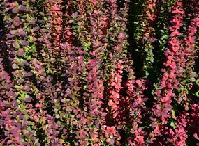 Dřišťál Thunbergův 'Red Pillar' - Berberis thunbergii 'Red Pillar'