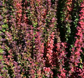 Dřišťál Thunbergův 'Red Pillar' - Berberis thunbergii 'Red Pillar'