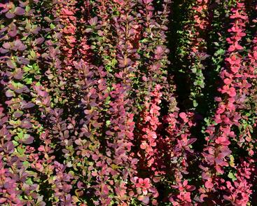 Dřišťál Thunbergův 'Red Pillar'