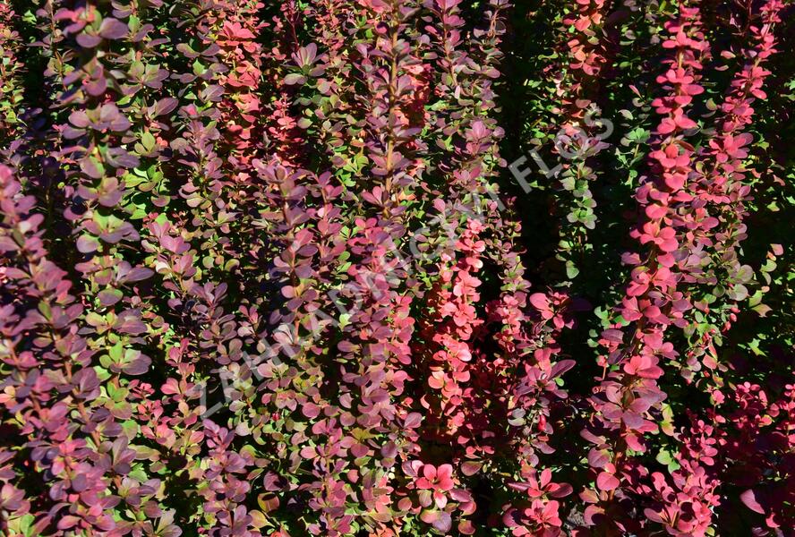 Dřišťál Thunbergův 'Red Pillar' - Berberis thunbergii 'Red Pillar'