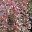 Dřišťál Thunbergův 'Red Pillar' - Berberis thunbergii 'Red Pillar'