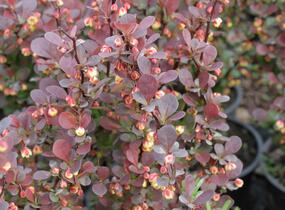 Dřišťál Thunbergův 'Red Pillar' - Berberis thunbergii 'Red Pillar'
